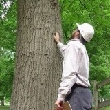 Tree-inspection